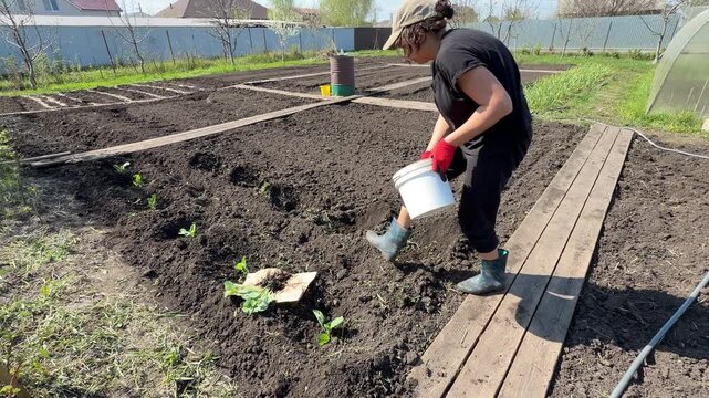 Gardener adds compost to seedlings