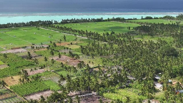 Aerial view of lush agricultural fields and palm trees on the tropical island of Thoddoo, Alif Alif Atoll, Maldives.