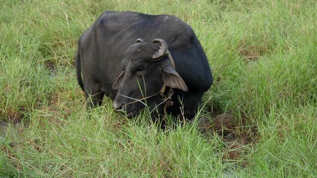 water buffalo grazing