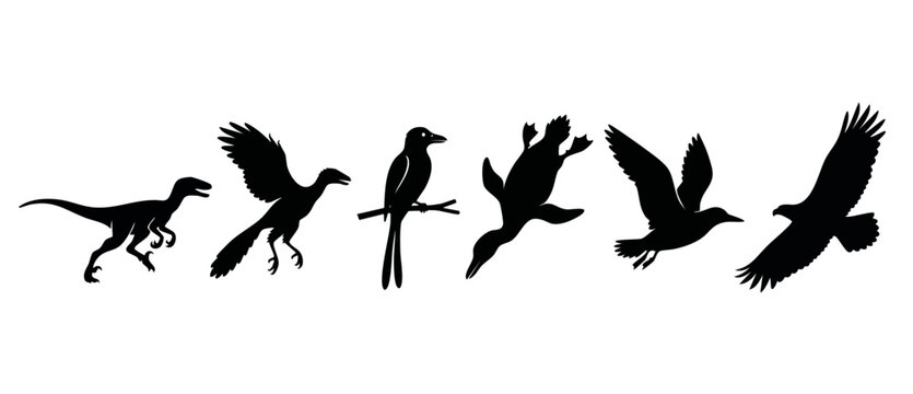 Evolution of Birds from Dinosaurs Silhouette Set, showcasing biological transition from raptor to flighted bird species, isolated black graphic icons on white background for scientific illustration ed