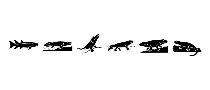 Evolution of animals silhouette icons set, aquatic fish to land lizard, biological transition of vertebrate species, prehistoric tetrapod development, scientific diagram of natural history progression