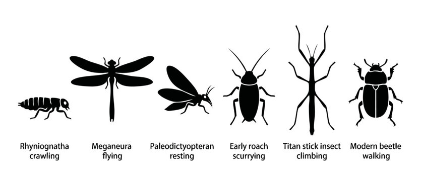 Prehistoric Insects and Beetles Silhouette Set, Ancient Meganeura and Rhyniognatha Evolution Infographic Illustration for Paleontology and Biology Education, Isolated Vector Collection on White Backgr