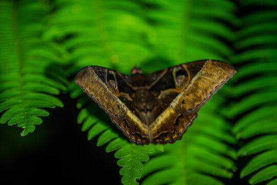 Large moth on a green fern in Andasibe with wings spread