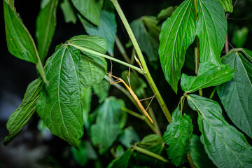 Stick insect camouflaged on a plant stem in a Madagascar forest © Emad Aljumah