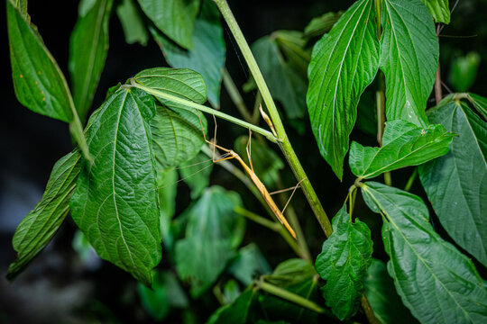 Stick insect camouflaged on a plant stem in a Madagascar forest