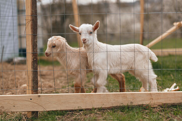Naklejka premium Two young goats stand by a wooden fence on a rural farm, looking outward with curiosity in a sunny outdoors scene. A lifestyle moment highlighting animal companionship and rustic countryside life.
