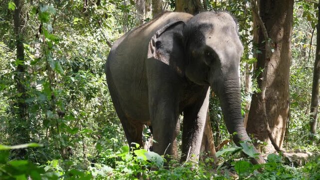 Asian elephant