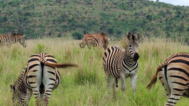 Zebra stallion stands prominently among its herd, showcasing his dominance