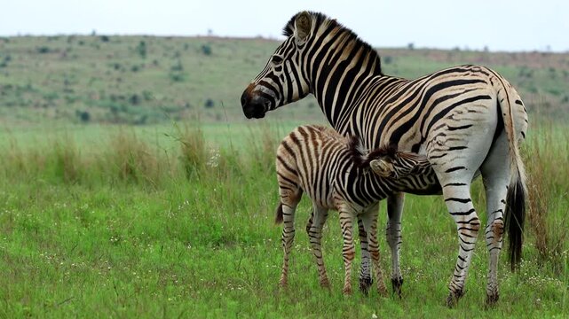Zebra foal drinks milk from its mother, highlighting their strong bond