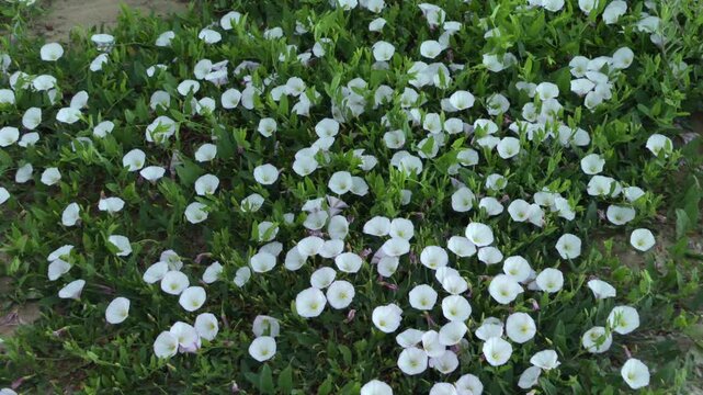 Bindweed flowers blooming in a dense patch, showcasing a pattern of natural growth