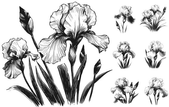 Line art sketch drawing of botanical illustration of iris flowers, engraved style. Large central composition with blooming irises vector svg