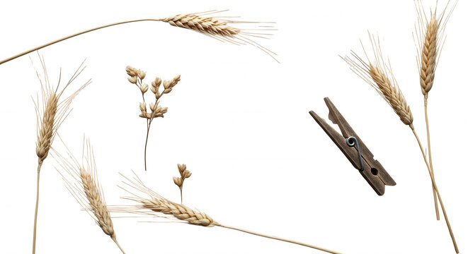 Dried wheat stalks, small sprigs of dried flowers, and a wooden clothespin arranged on a solid black background