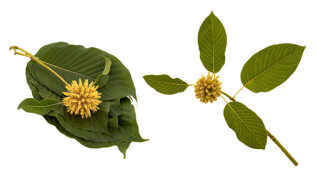 Kratom or Mitragyna speciosa Korth flowers and green leaves isolated on transparent background.