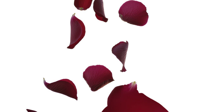 Deep red rose petals falling gracefully, isolated on transparent background