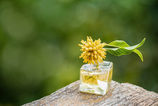 Kratom flowers have fragrant scent and used to make perfume placed on natural background.