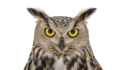 Obraz premium Eurasian eagle owl with piercing yellow eyes, isolated on transparent background