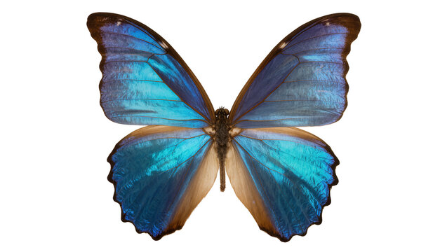 Vibrant blue morpho butterfly with iridescent wings, isolated on transparent background