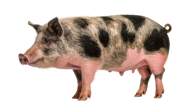 Spotted pig with pink skin and curly tail, isolated on transparent background