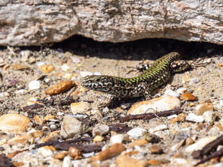 Fototapeta premium A Wall Lizard at Shoreham