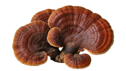 Group of Reishi mushrooms with rich brown and red hues, isolated on transparent background © Sean