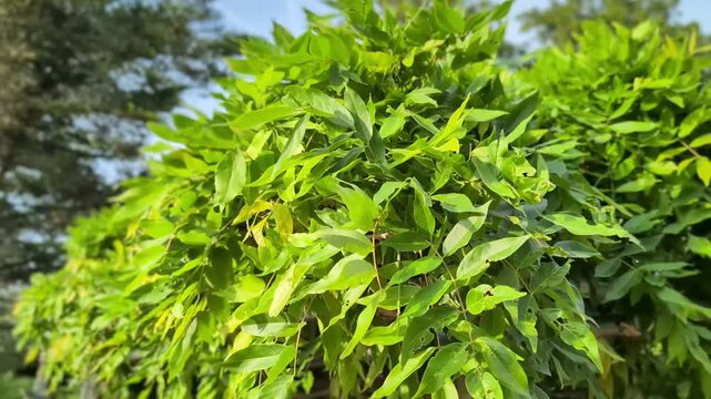風に揺れる藤の葉（初夏）
