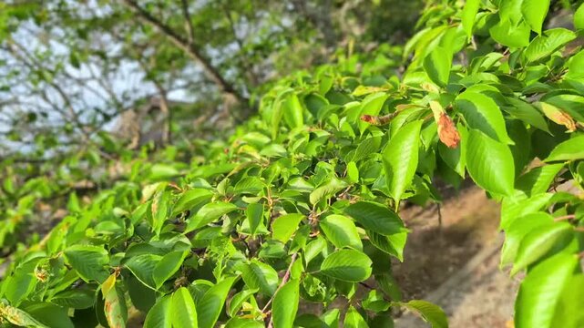 風に揺れる桜の木（初夏）