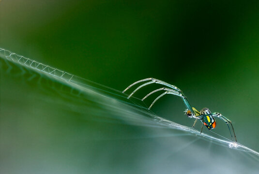Venusta Orchard Spider close up on a web
