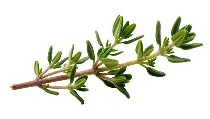 Fresh green thyme sprig with tiny leaves, isolated on transparent background © Sean