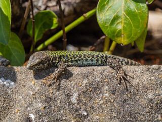 Fototapeta premium A Wall Lizard at Shoreham