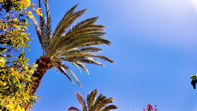 Panoramic slow motion view of the beautiful exotic palm trees on the beach on a windy sunny day and copy space for text