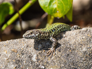 Fototapeta premium A Wall Lizard at Shoreham