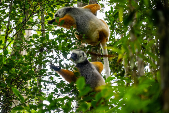 Diademed sifaka lemurs climbing through the trees in Andasibe-Mantadia National Park
