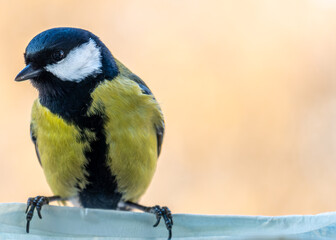 Bird titmouse on a tree branch close-up. © Сергей Лаврищев