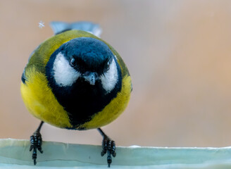 Bird titmouse on a tree branch close-up. © Сергей Лаврищев