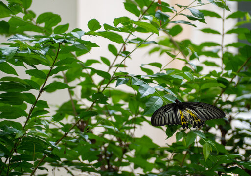 A Birdwing butterfly on Wrightia religiosa branch in the garden