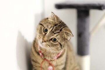 Scottish Fold cat with collar © FEITONG