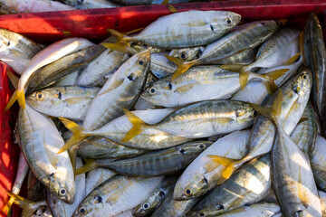 Freshly caught raw fish with yellow tail fins piled in red plastic basket at seafood market representing abundance and natural harvest waiting to be sold to hungry customers © CoreRock