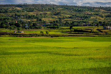 Obraz premium Lush green rice paddies in the rural highlands of Antsirabe