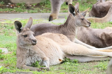 カンガルー © kosumi