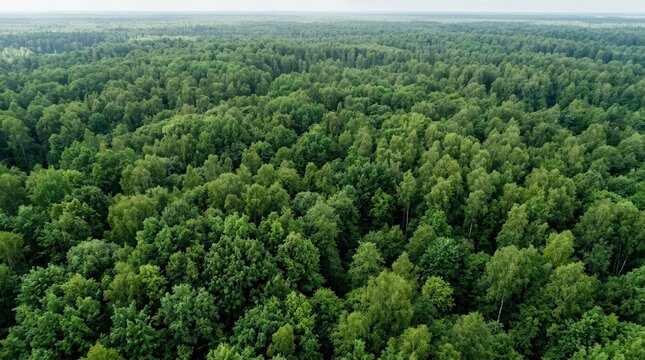 Dense green summer forest canopy captured from a high angle.