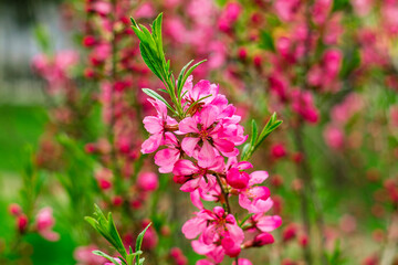 Obraz premium Vibrant almond blossoms with pink petals and green foliage capture the essence of spring, set against a calm and blurred backdrop.