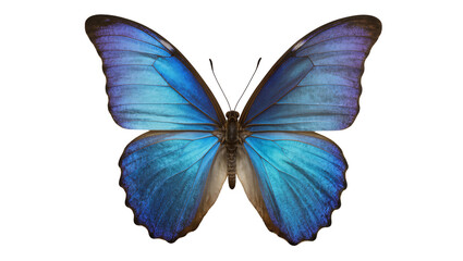 Vibrant blue morpho butterfly with iridescent wings, isolated on transparent background © Johnson