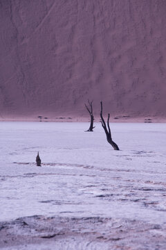 A solitary Acacia tree standing against the vast landscape of Namibia, its flat canopy silhouetted under the open sky of the African savanna.