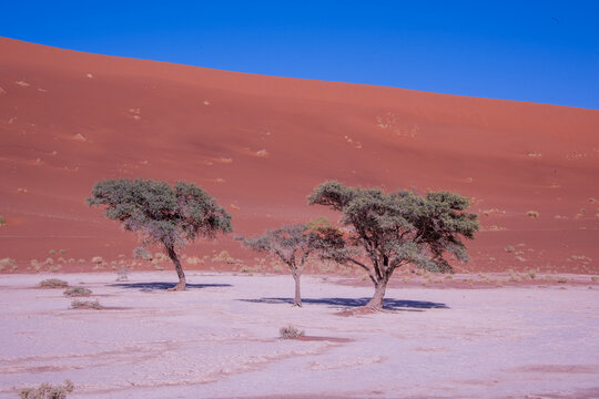 A solitary Acacia tree standing against the vast landscape of Namibia, its flat canopy silhouetted under the open sky of the African savanna.