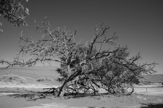 A solitary Acacia tree standing against the vast landscape of Namibia, its flat canopy silhouetted under the open sky of the African savanna.