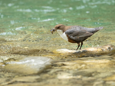 Wasseramsel mit Nahrung im Schnabel