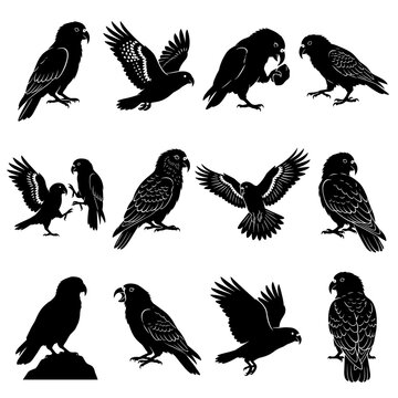 Black and white vector silhouette set of Kea.