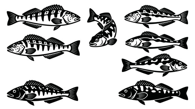 Black and white vector silhouette set of Kelp Greenling