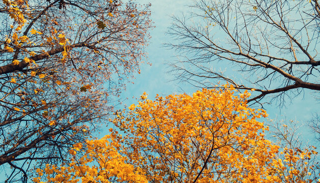 Autumn tree tops on the background of the blue sky, autumn forest trees nature landscape