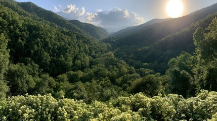 Fototapeta premium Lush green mountain valley landscape at sunset with bright sun flare over the forested hills and white clouds in the blue sky during a peaceful summer afternoon in nature